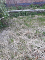 What is this weed?