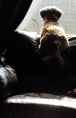 Anyone up? My old boy is ill.