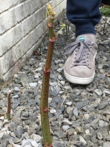 Is this Japanese Knotweed?