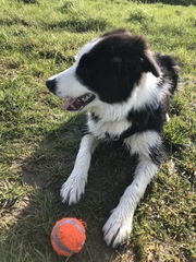 Show me your dog