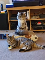 Would aromatic scents/essential oils keep cats away from rugs/furniture?