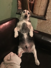 I can’t get over the death of my dog