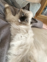 Do you have a ragdoll?