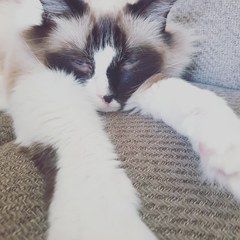 Cats or Dogs, if only on species could survive?