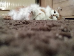 Cats or Dogs, if only on species could survive?
