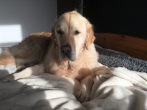 Ive had a golden retriever puppy 4 days....and changed my mind