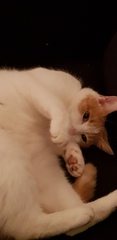 Cats or Dogs, if only on species could survive?