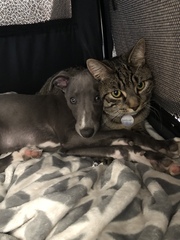 Can anyone tell me about dachshunds please?