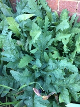 What do you think this plant is?