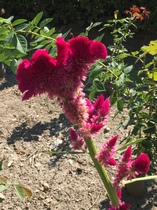 Can anyone identify this?