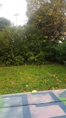 Rats in the garden!