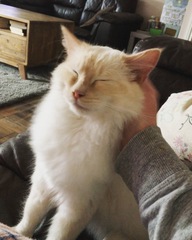 Do you have a ragdoll?