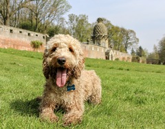 A lovely thread full of dog photos in the sun