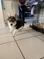 Show me your dog