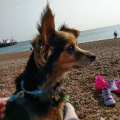 Your favourite dog breed?