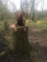 Your favourite dog breed?