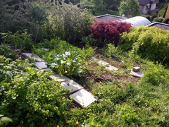 Raspberry patch of doom