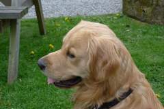Your favourite dog breed?