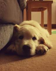 Your favourite dog breed?