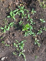 Unknown Plants! Help us Identify Them