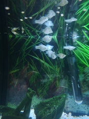 Anyone know what fish this is?