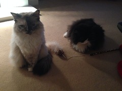 Do you have a ragdoll?