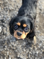 Your favourite dog breed?