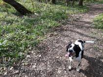 A lovely thread full of dog photos in the sun