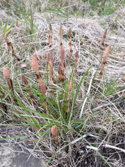 What is this weed?