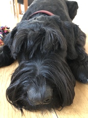 Show me your dog
