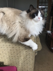 Do you have a ragdoll?