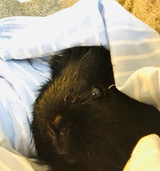 I'm thinking of getting guinea pigs. Please educate me!