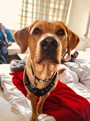 Show me your dog