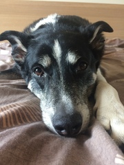 Show me your dog