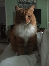 Whats your Cats name?