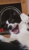 Is it cruel to have working dogs?