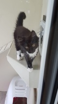 My beautiful cat, died.