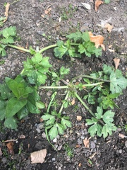 Very novice gardener starting up