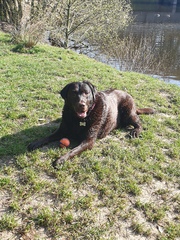 A lovely thread full of dog photos in the sun