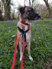 Show me your dog