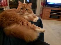 My Cats and Their Best Buddy