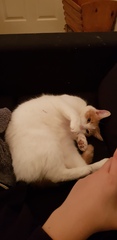Cats or Dogs, if only on species could survive?