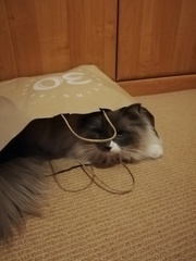Ragdolls are so stupid, but so lovely...