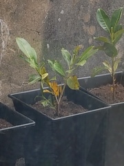 Can anyone help me with cherry laurel?