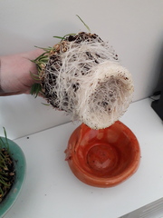 Creepy Wheatgrass *warning* pictures