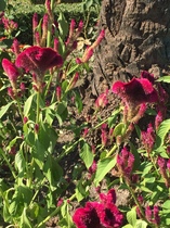 Can anyone identify this?