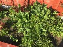Identify This Plant