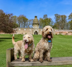 A lovely thread full of dog photos in the sun