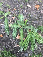 Very novice gardener starting up