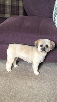 Show me your dog